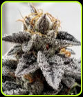 Sour Dosidos - Dank Genetics