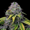 Sour Dubb x Hollywood - Cookies Seed Bank
