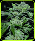 Sour Glue - Medical Seeds