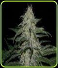 Sour Grape Kush - Ultra Genetics