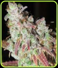 Sour Grape Kush S1 - Ultra Genetics