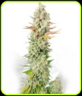 Sour Grape Widow - Ultra Genetics
