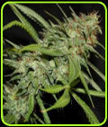 Sour Hazy Jones - Connoisseur Genetics