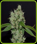 Sour Josh - Karma Genetics