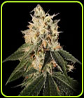 Sour Juice - Crockett Family Farms