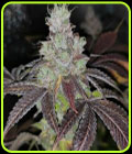 Sour Kuntz - Pheno Finder Seeds