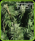 Sour Kush - Kush Cannabis Seeds