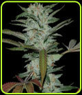 Sour Kush AKA Headband - Reserva Privada Seeds
