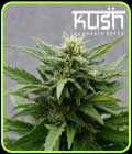 Sour Kush CBD - Kush Cannabis Seeds