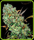 SALE - Sour Leda - Karma Genetics - Karma Genetics