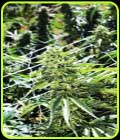Sour Lemon OG - Emerald Triangle Seeds