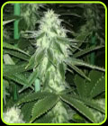 Sour Lemonaid OG - The Plug Seedbank