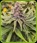 Sour Mckuntz - Conscious Genetics