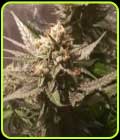 Sour Moonfire - Pot Valley Seeds