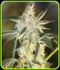 Sour Nightmare Kush - Sin City Seeds