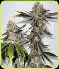 Sour OG - Fidels Seed Co