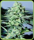 Sour Patch Kiss - Elev8 Seeds