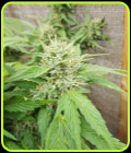 Sour Petroleum - Dr Underground