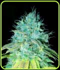 Sour Puss - Emerald Triangle Seeds