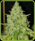 Sour Rado - Karma Genetics