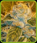 Sour Ripper - Ripper Seeds