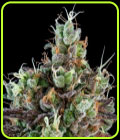 Sour Ripper Auto - Ripper Seeds
