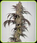 Sour Runtz - Fidels Seed Co