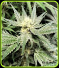Sour Sundae - Cannarado Genetics