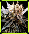 Sour Tangie - Reserva Privada Seeds