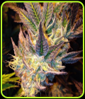 Sour Tooth #4 - Dankonomics Genetics
