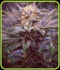 Sour Tropicanna - Oni Seed Co