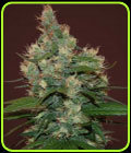 Sour Turbo Diesel - Cream of the Crop
