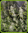 Sour Walker - Pheno Finder Seeds