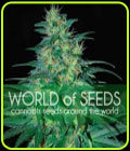 South African Kwazulu - World of Seeds