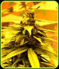 SALE - Southern Lights #7 - Delta 9 Labs - Delta 9 Labs Seeds