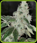 Sowah Sherbert - Pheno Finder Seeds