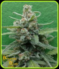 Soylent Green Auto - Breaking Buds Seeds