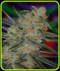 Space Bomb - Subcools The Dank