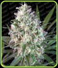Space Cookies - Paradise Seeds
