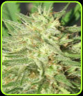 Space Grape - Ultra Genetics