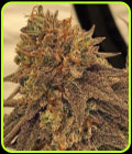 Space Jam - DankHunters Seed Co