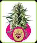 Special Kush #1 - Royal Queen Seeds