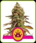 Special Queen #1 - Royal Queen Seeds