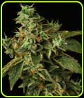 Special Rum Auto - Propaganja Seeds