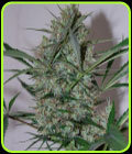 Speed Haze - Blackskull Seeds