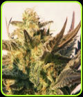 Speedy Boom Auto - Kannabia Seeds