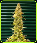 Spice - Mr Nice Seeds