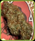 Spice Melange Auto - Night Owl Seeds