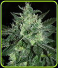 Spicy White Devil - Samsara Seeds