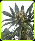 Spider Skunk - Hero Seeds